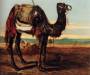 Decamps, Alexandre - Camello beduíno