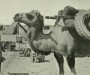 Camello de apoyo a la expedición de Roy Chapman Andrews en Mongolia